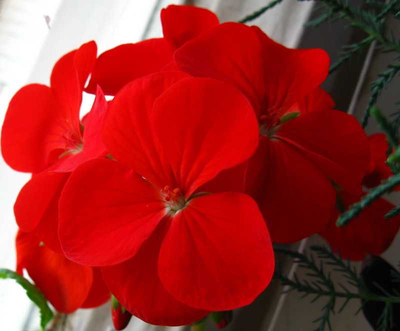 красный цветок фото