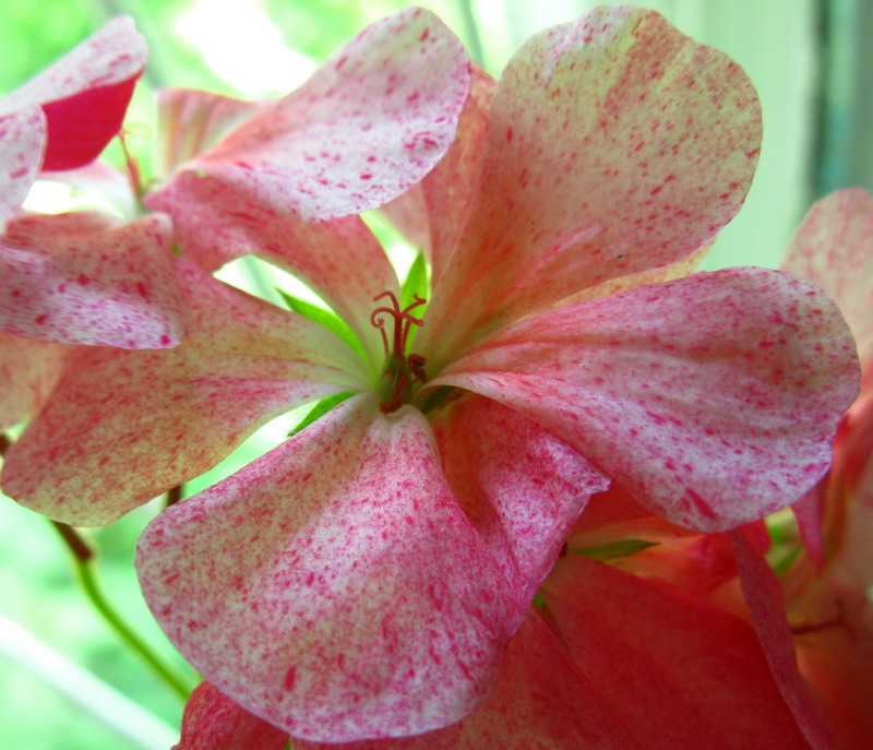 цветет пеларгония