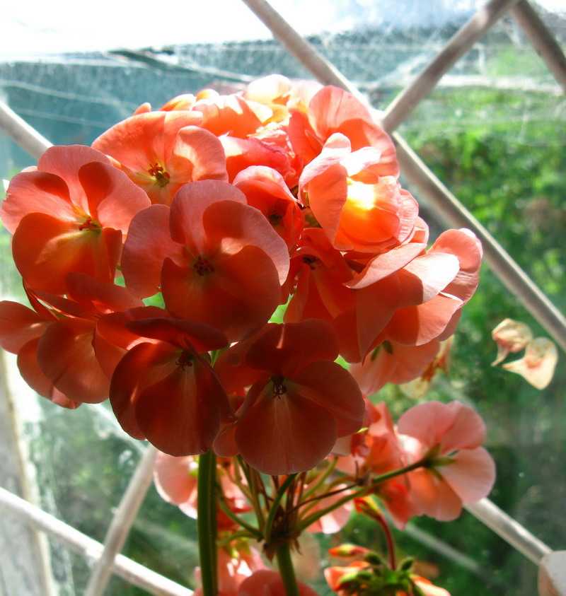 Цветы пеларгонии - лучшие фото