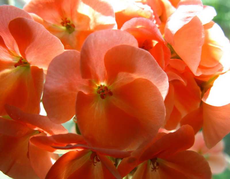 Комнатный цветок - пеларгония