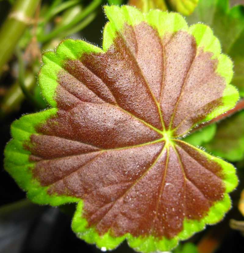 красивые листья пеларгонии фото