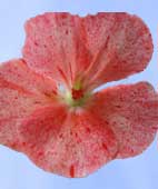 Комнатные цветы пеларгония