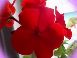 цветы пеларгония зональная