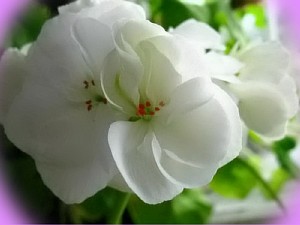 пеларгония ungarisk appleblossom фото