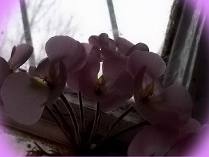 домашний цветок пеларгония