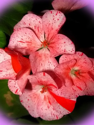 цветы пеларгония королевская