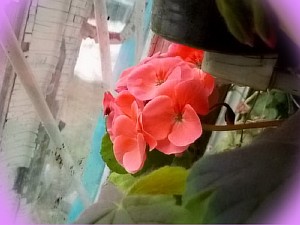 цветущая пеларгония фото