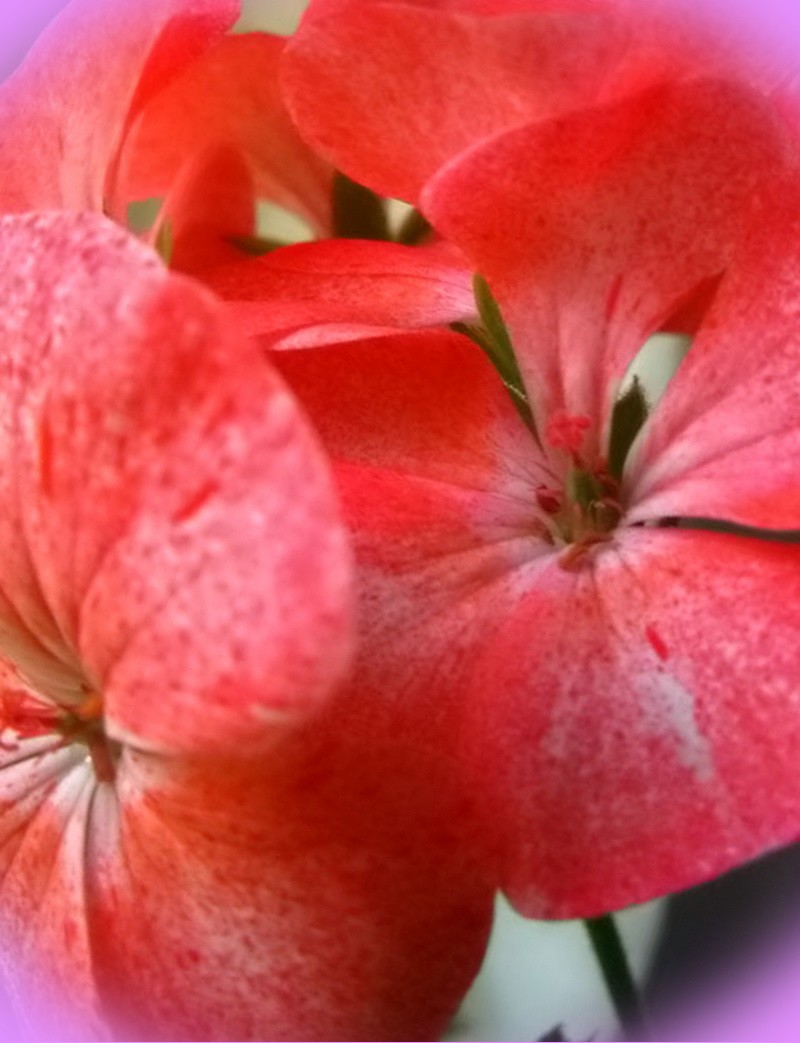 цветок пеларгония зональная