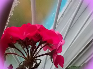 пеларгония mauve beauty