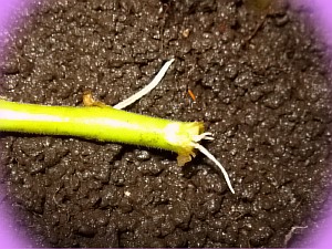 пеларгония ампельная выращивание из семян