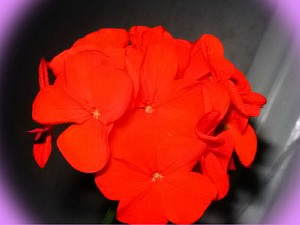 цветы пеларгония купить