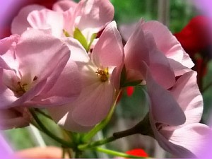 пеларгония розита