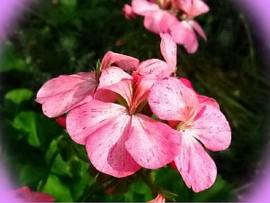 домашние цветы пеларгония
