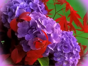 пеларгония cotta lilac queen